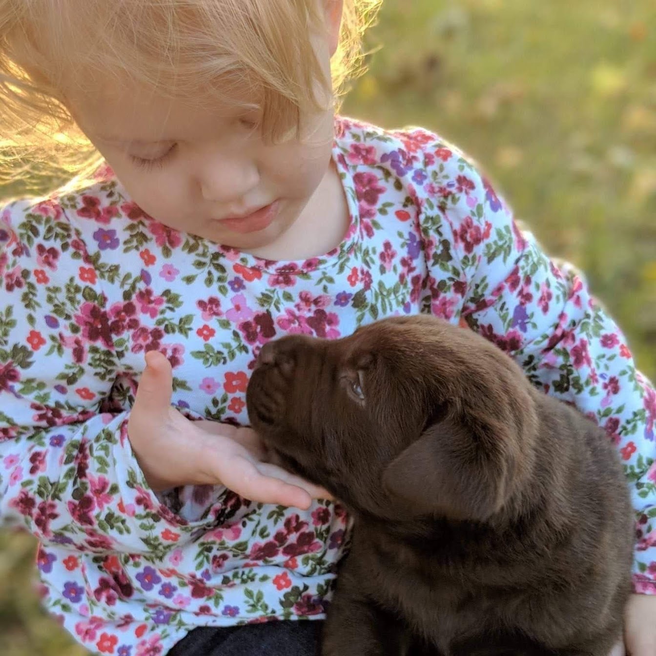 Young girl playing with a chocolate lab