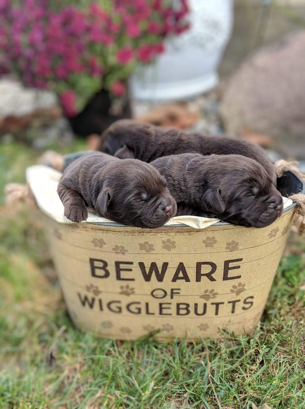Wigglebutts coming soon!