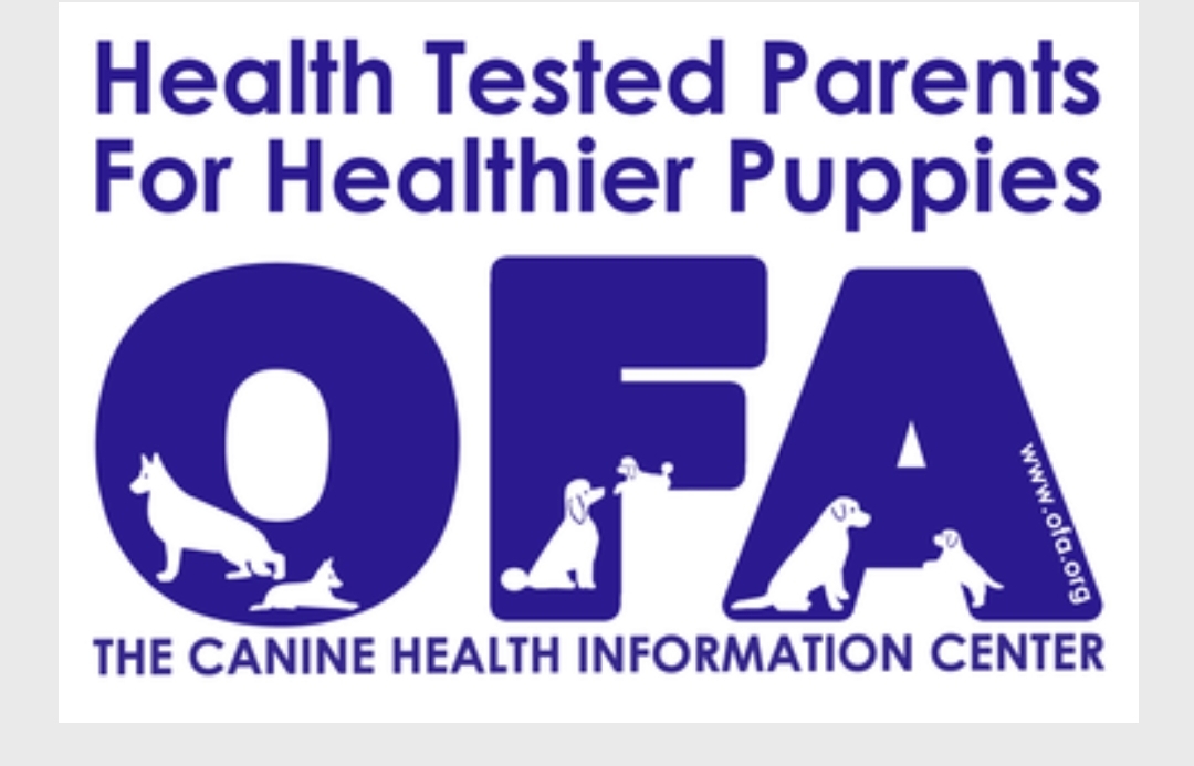 Our puppy parents are tested to ensure the puppies are healthy