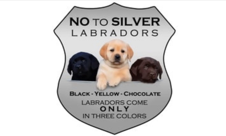 Silver labs are not a breed