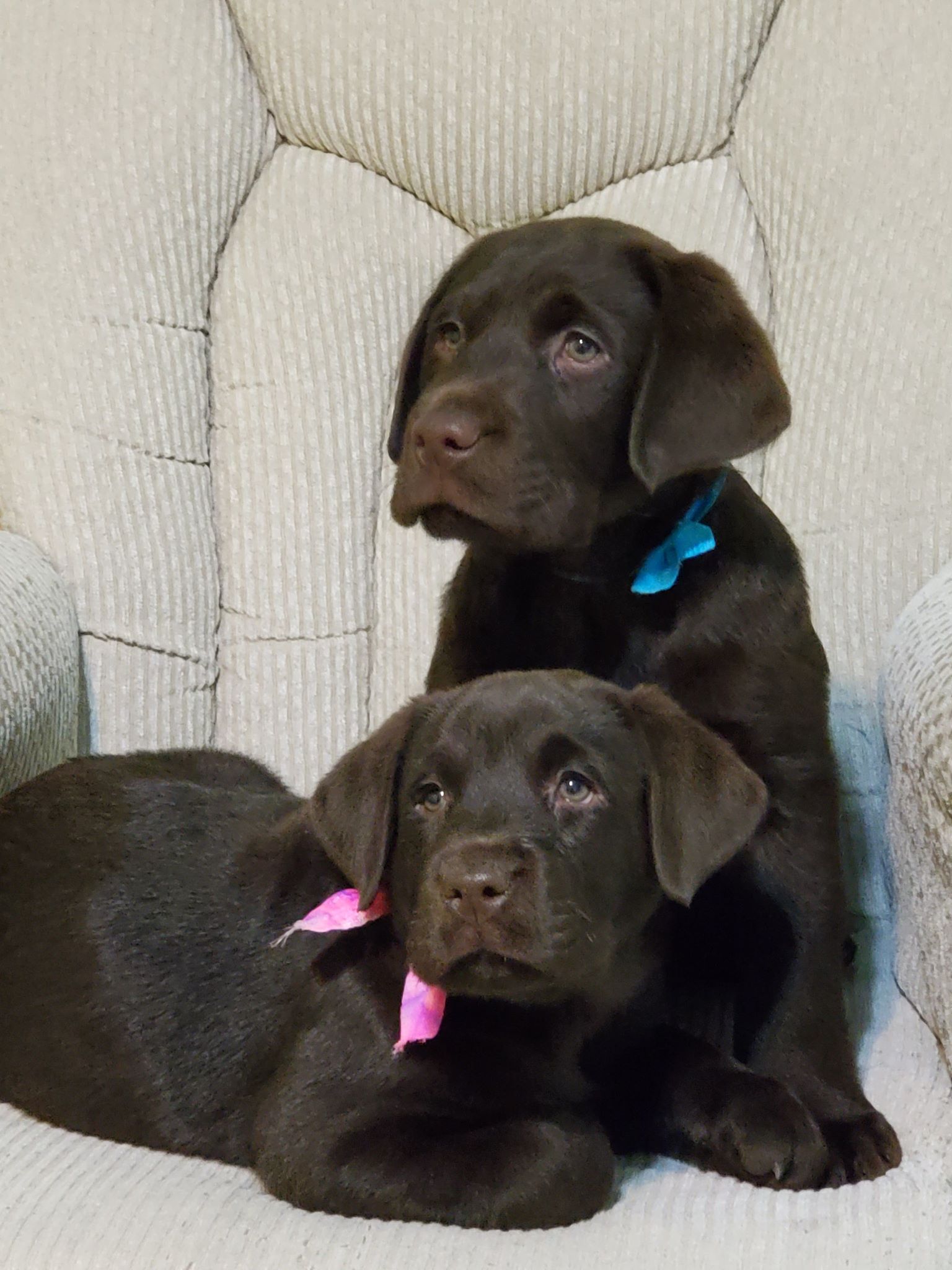 Picture of puppies